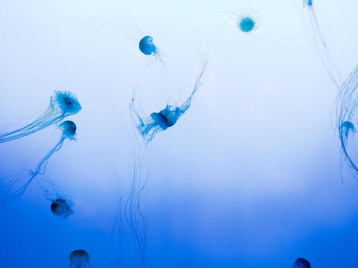 Lago Real Estate gallery 1